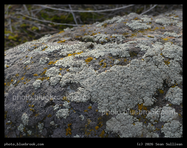 Lichens in January - Corvallis MT