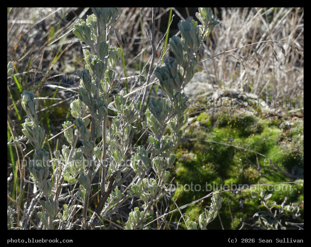 January Sagebrush and Moss - Corvallis MT