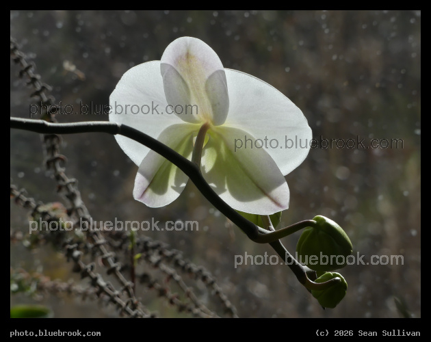 Orchid in January - Corvallis MT