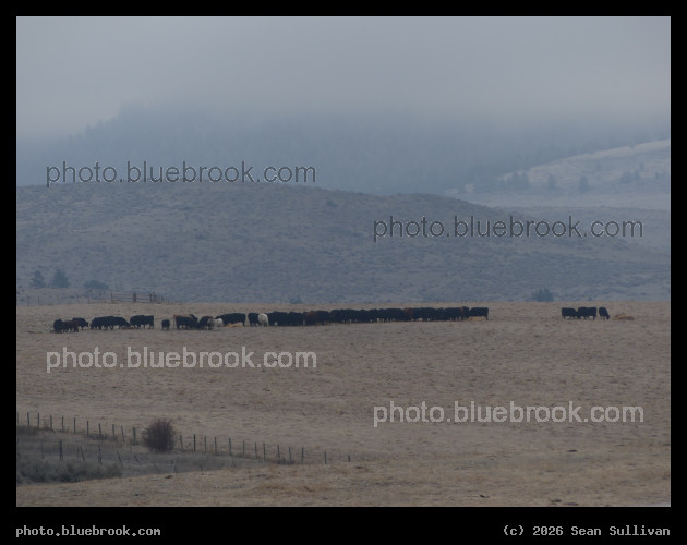 Line of Cows - Corvallis MT