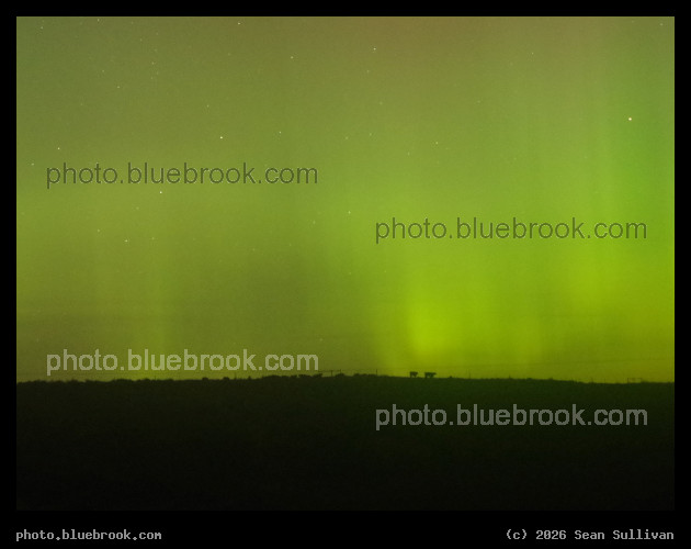 Cows under the Aurora - Corvallis MT