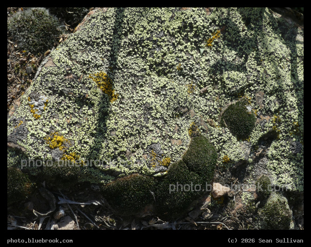 Green Dots - Corvallis MT