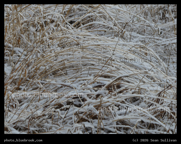 Morning Snow on Bending Grass - Corvallis MT