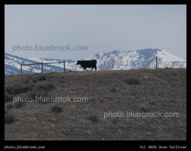 Cow in February - Corvallis MT