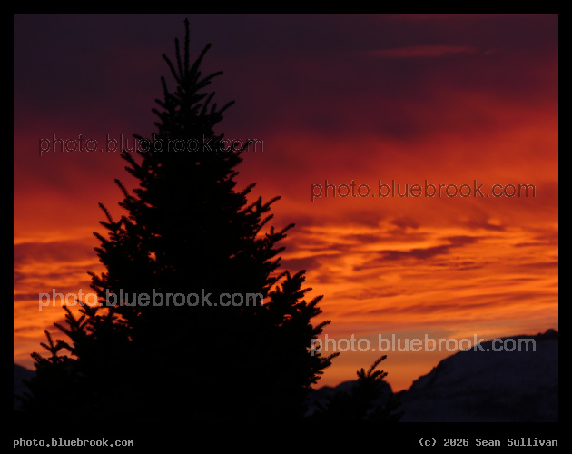 Evergreen with Orange Sky - Corvallis MT