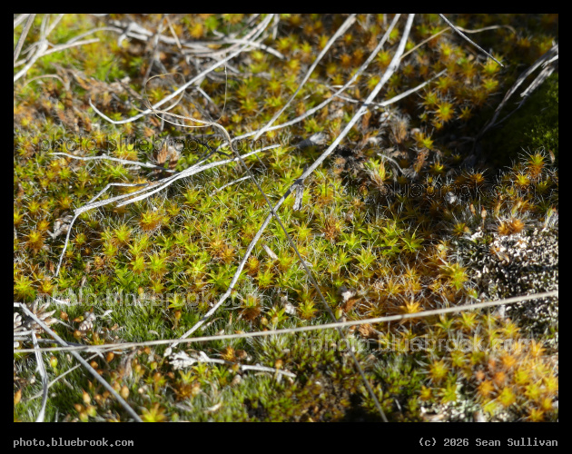 Moss in February - Corvallis MT