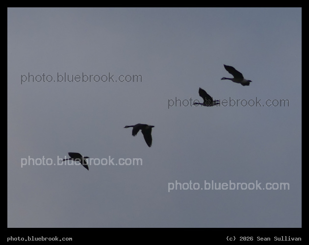 Geese in February - Corvallis MT