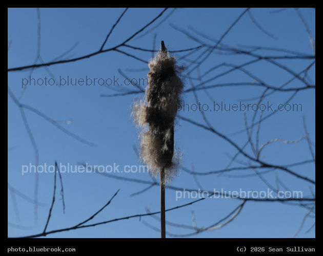 Winter Cattail - Corvallis MT