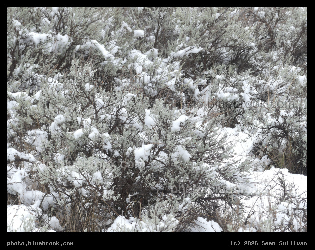 Snow Dappled Sagebrush - Corvallis MT
