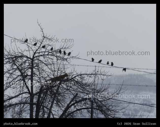 Birds with an Audience - Corvallis MT