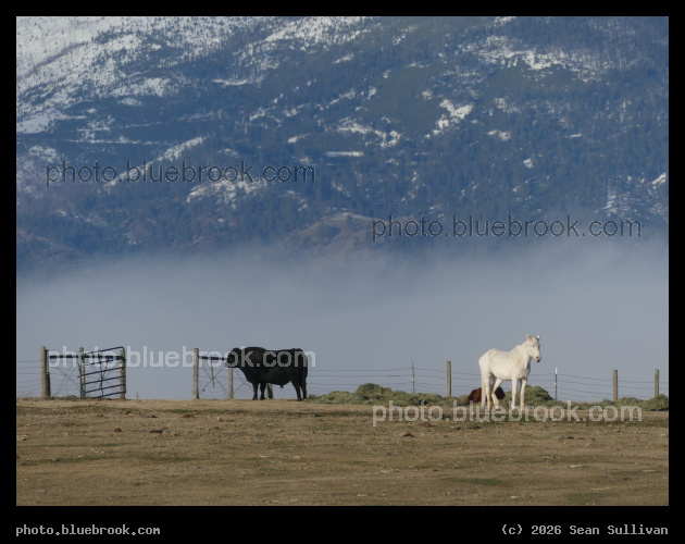 Black and White - Corvallis MT
