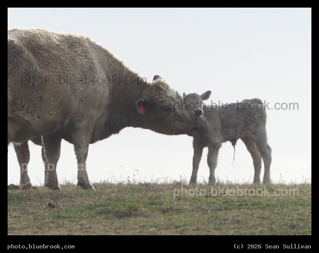 Nuzzles - Corvallis MT