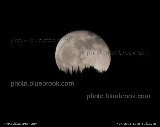 Moonrise over Trees - Corvallis MT