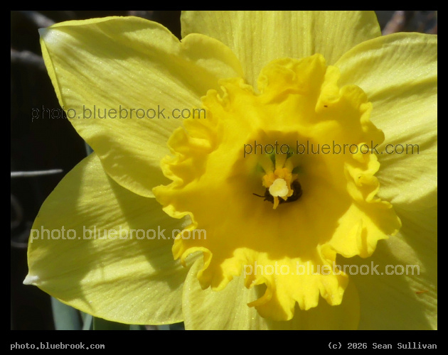 Daffodil Closeup - Corvallis MT
