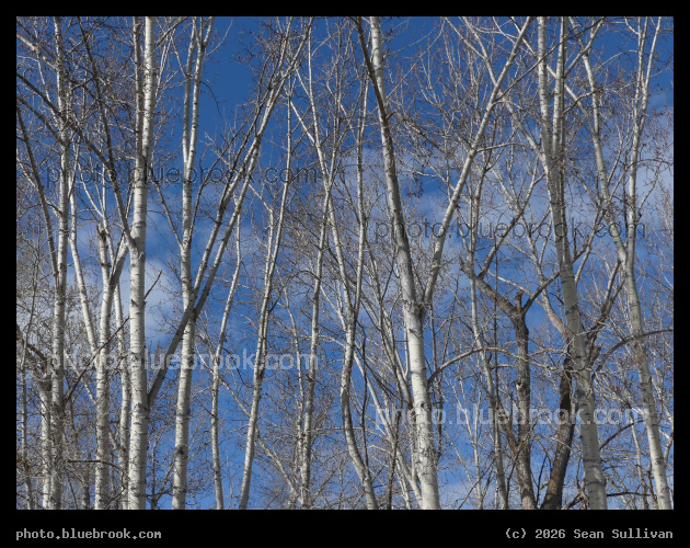 Trees and Blue Sky in April - Victor Crossing, MT