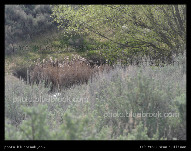 Patch of Cattails - Corvallis MT