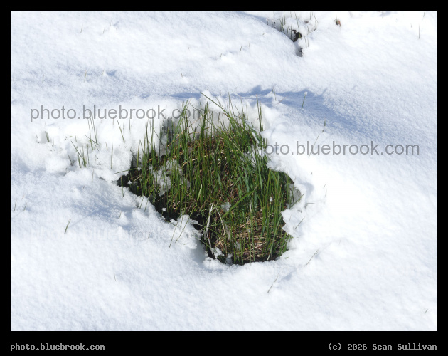 Spring Surrounded by Winter - Corvallis MT