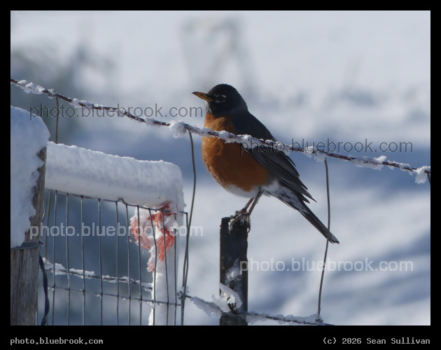 Robin on a Fence - Corvallis MT