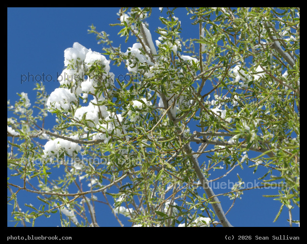 Snow Blossoms - Corvallis MT