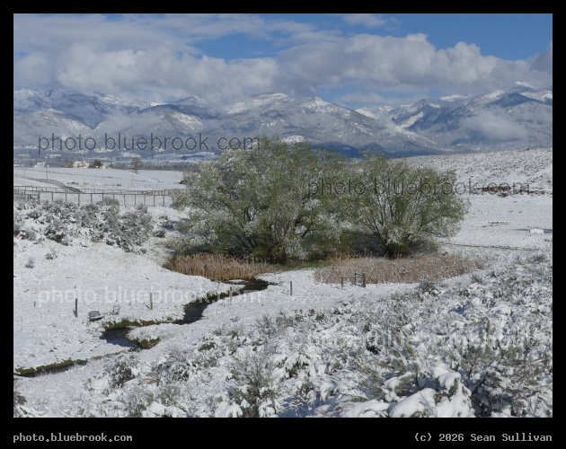 Willows in Spring Snow - Corvallis MT