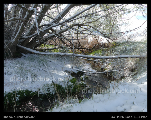 Under the Willow, Spring & Winter - Corvallis MT