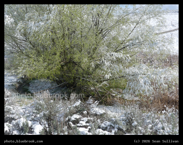 Spring Frosted with Winter - Corvallis MT
