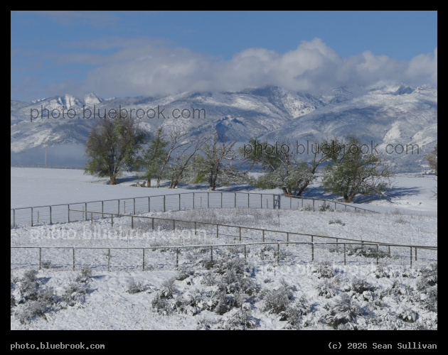 Fences and Trees in the Snow - Corvallis MT