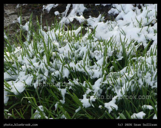 Spring and Winter - Corvallis MT