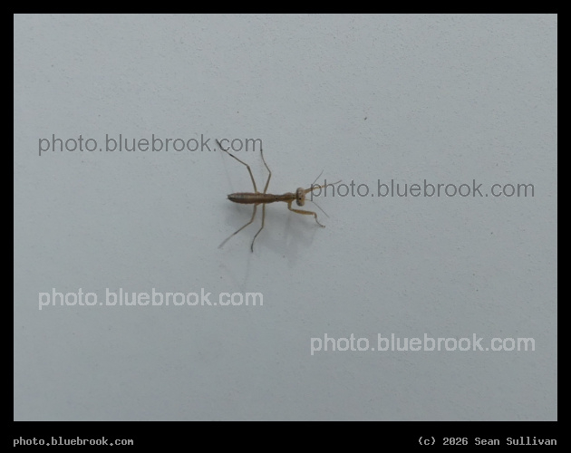 Baby Praying Mantis - Corvallis MT