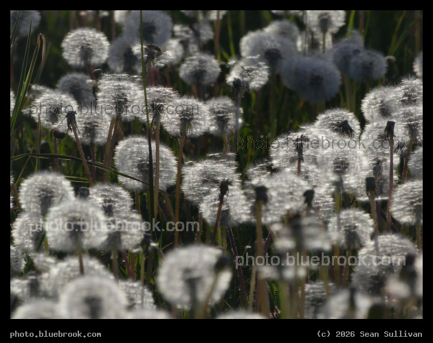 Sea of Dandelion Seeds - Corvallis MT