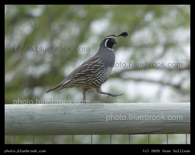 Quail on a Rail - Corvallis MT
