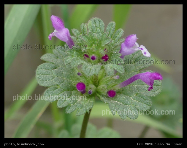 Henbit Deadnettle - Corvallis MT