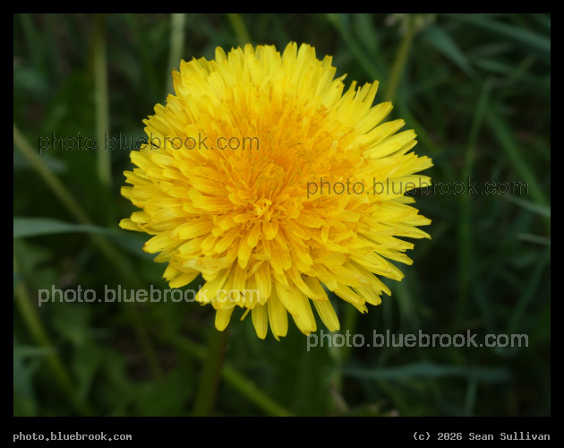 Sunny Dandelion - Corvallis MT