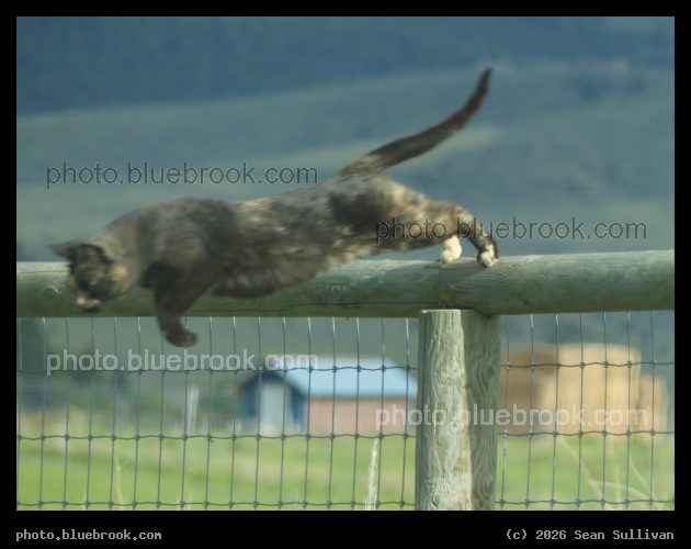 Leaping Cat - Corvallis MT
