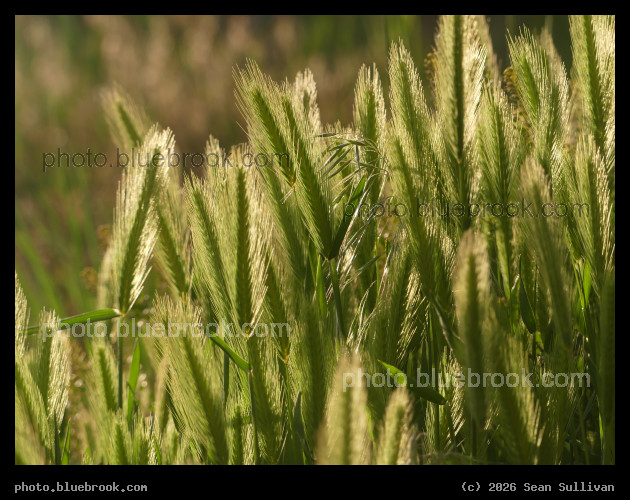 Grass Seeds in Evening Light - Corvallis MT