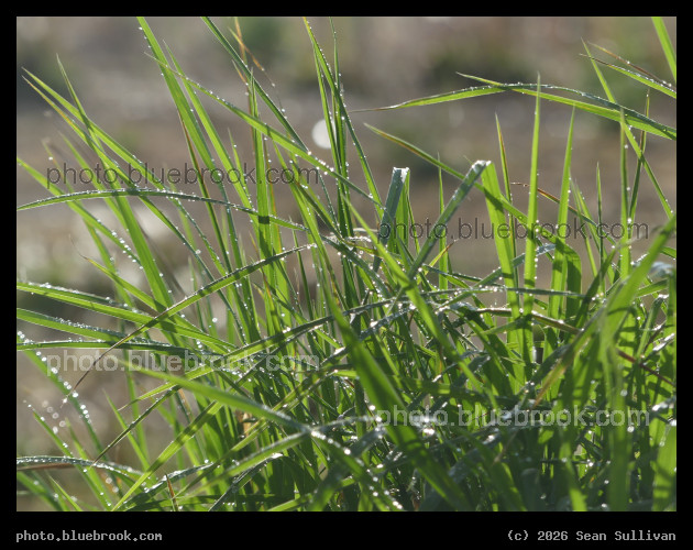 Sprinkled Blades of Grass - Corvallis MT