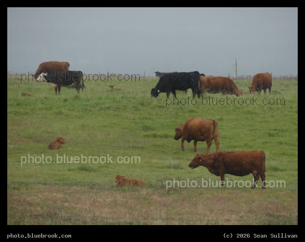 Cows on a Rainy Spring Day - Corvallis MT