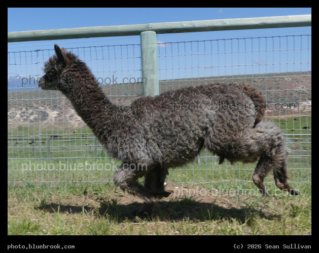 Running Gyroscope - <i>Pasture Candy Gyrosope</i> (alpaca), Corvallis MT