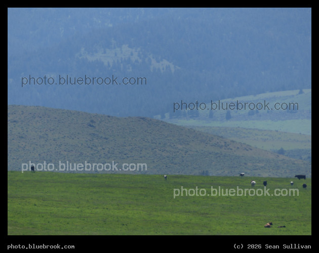 Landscape Wedges - Corvallis MT