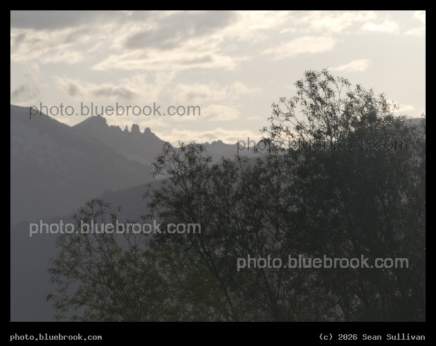 Silhouette of Willow and Mountain - Corvallis MT