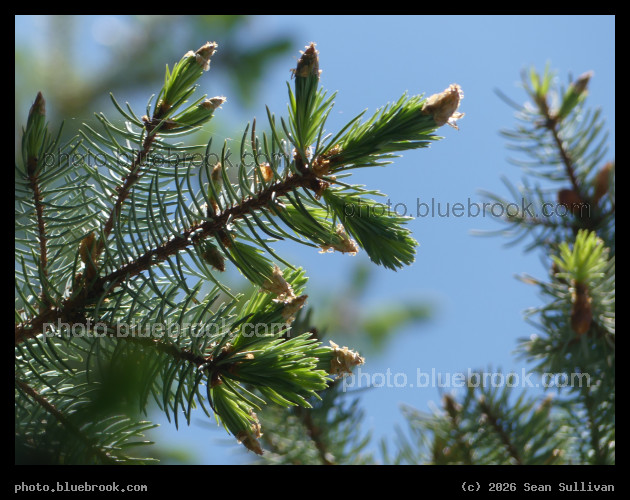 New Spruce Growth - Corvallis MT