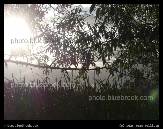 Willow Branch with Afternoon Sun - Corvallis MT