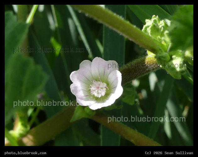 Hidden Mallow Flower - Corvallis MT