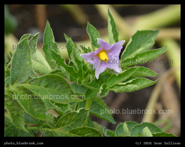 Potato Flower in September - Corvallis MT