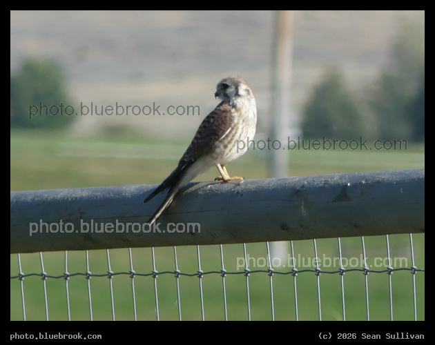 Tiny Bird of Prey - Corvallis MT