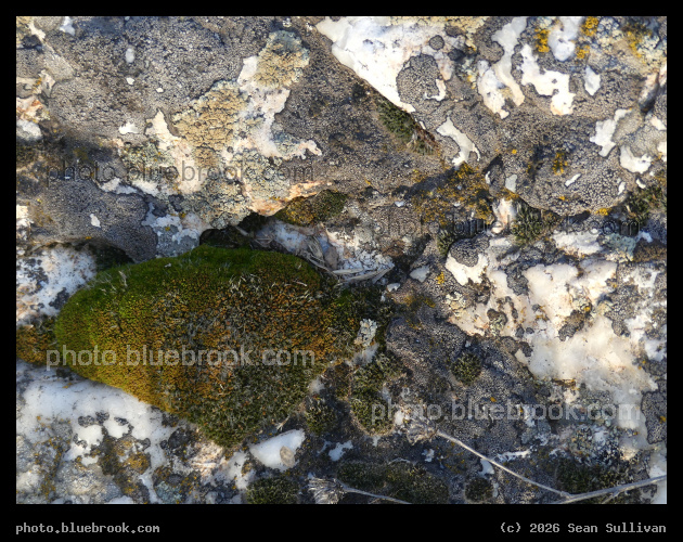 Mottled Rock with a Patch of Moss - Corvallis MT
