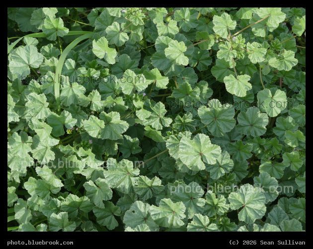 Mallow Patch - Corvallis MT
