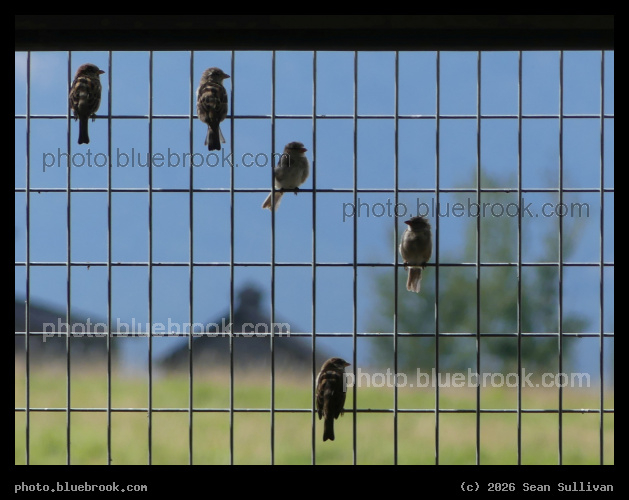 Sparrow Grid - Corvallis MT