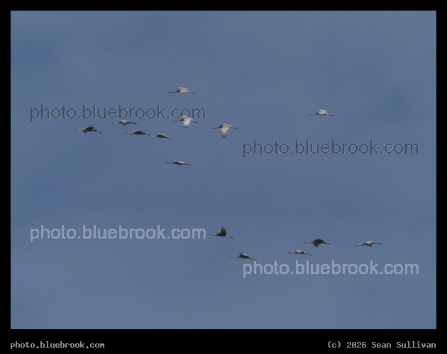 Large Flock of Cranes - Corvallis MT