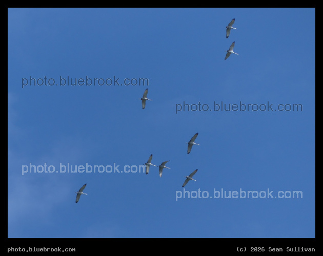 Cranes Overhead - Corvallis MT